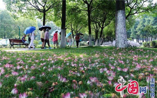 句容葛仙湖公園合歡花演繹夏日浪漫唯美