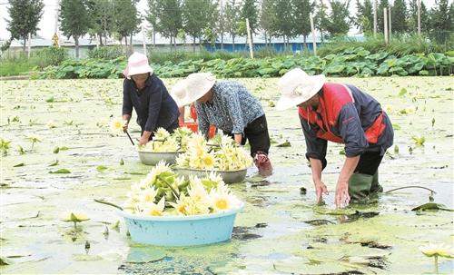 徐州市銅山區(qū)村民喜摘致富蓮 一朵蓮花賣到10元左右