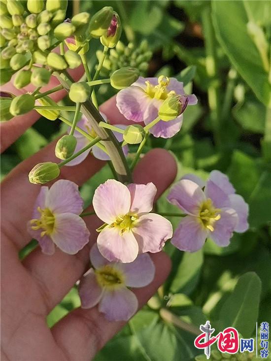 句容后白1700畝多彩油菜花田驚艷游客