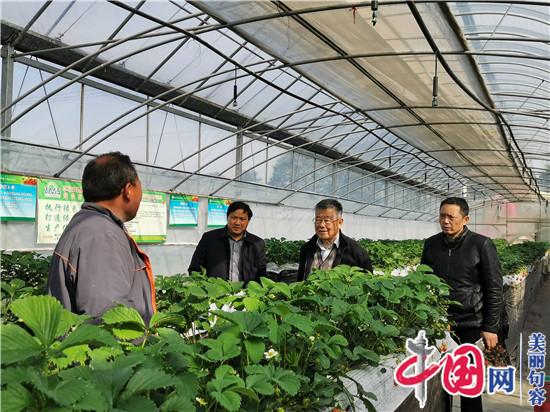 農業專家趙亞夫為句容白兔草莓種植大戶“把脈問診”