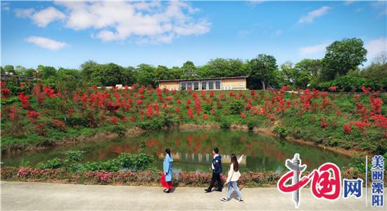 溧陽市紫竹林生態園杜鵑花開別樣紅