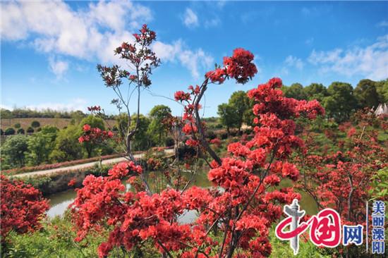 溧陽市紫竹林生態園杜鵑花開別樣紅