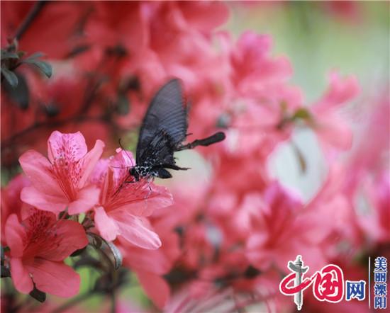 溧陽市紫竹林生態園杜鵑花開別樣紅