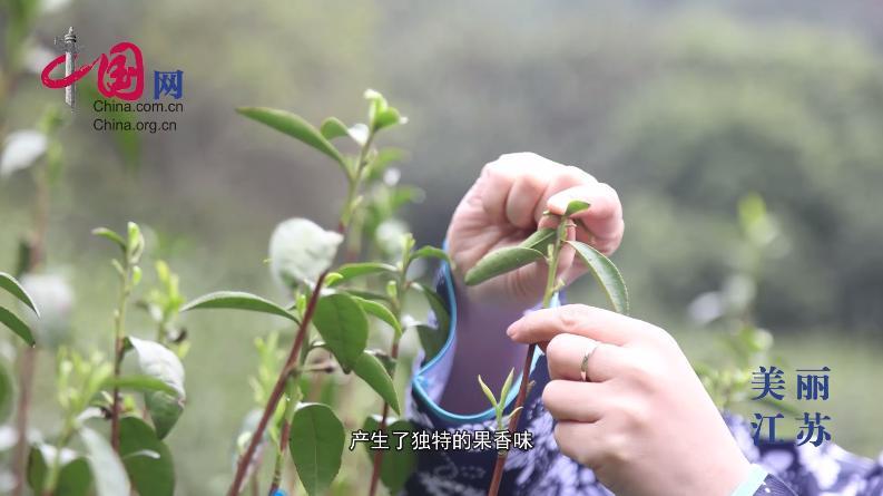 品洞庭茶香 憶江南文化——蘇州市金絲芮茶葉有限公司