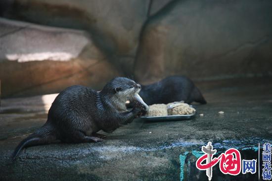 2021年無錫動(dòng)物園秋趣動(dòng)物園——?jiǎng)游飳殞氞擞渭爵甙⑿軜穲@開園一周年慶