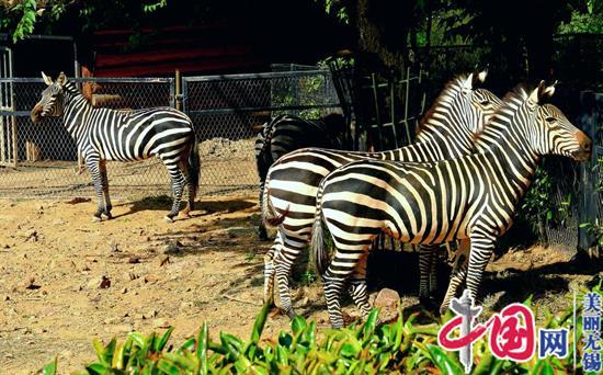 無(wú)錫動(dòng)物園國(guó)慶七天樂(lè)