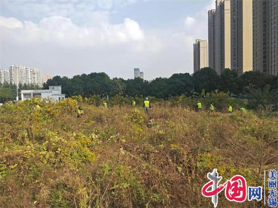 無錫錫山：連續奮戰除“黃花” 保護生態不懈怠