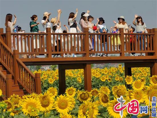 鹽城鹽都區花吉村：千畝葵園太陽花 美麗花海打卡地