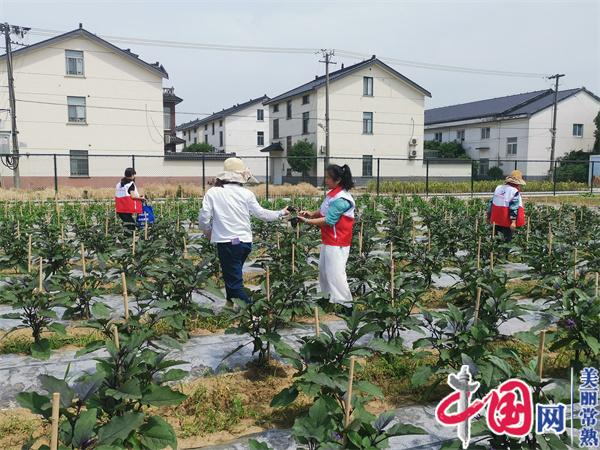 “禾”作菜園 沐浴新風——江蘇常熟市尚湖鎮新巷村積極打造“禾作生活 先鋒菜園”新時代文明實踐基地