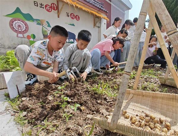 東陽市東陽江鎮中心小學：草藥豐收季 傳承進行時