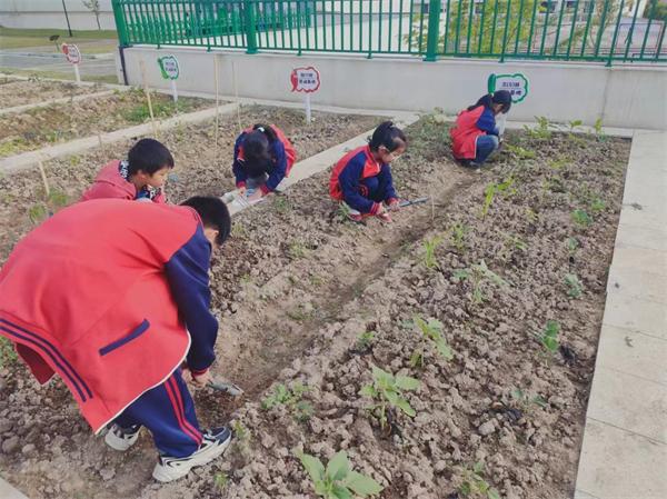 管養 研究 東陽市湖溪鎮中心小學的農場“小專家”來了