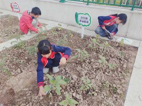 管養 研究 東陽市湖溪鎮中心小學的農場“小專家”來了