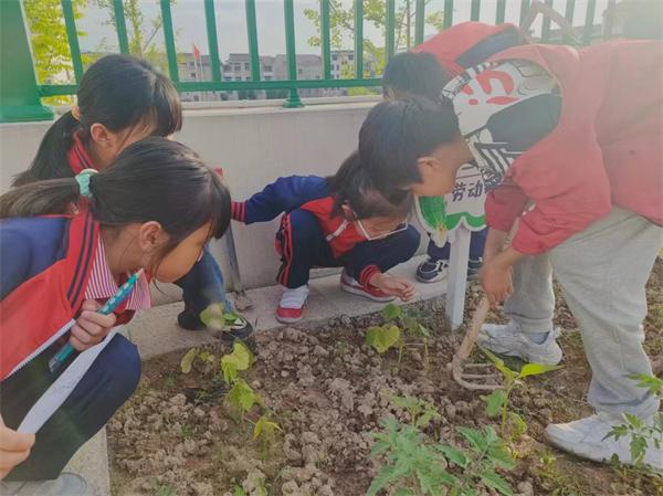 管養 研究 東陽市湖溪鎮中心小學的農場“小專家”來了