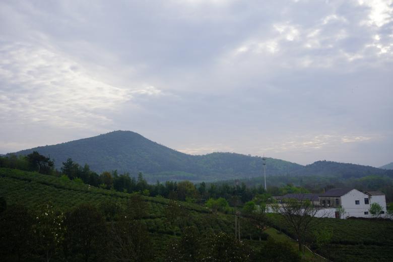 中國茶人張玲丨堅守有機生態茶園 繪就茶文化新畫卷