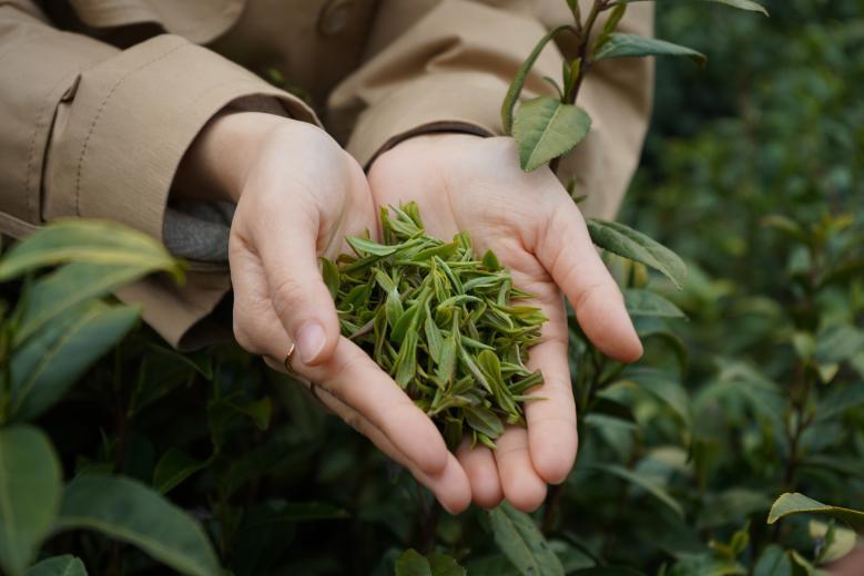 中國茶人張玲丨堅守有機生態茶園 繪就茶文化新畫卷