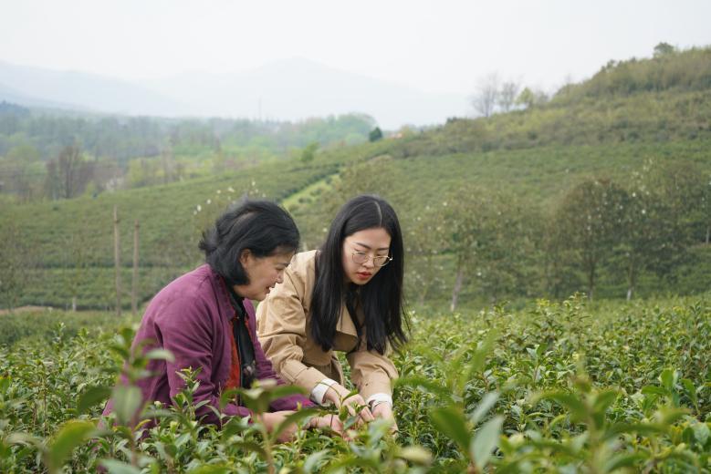 中國茶人張玲丨堅守有機生態茶園 繪就茶文化新畫卷