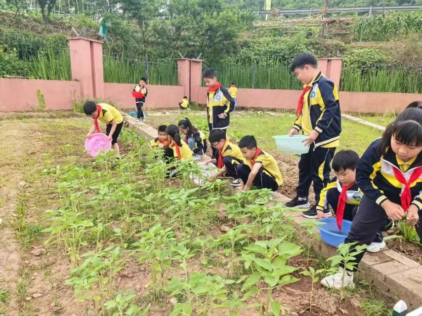 浙江省東陽市南馬鎮防軍小學：勞動實踐促成長 最美課堂在田間