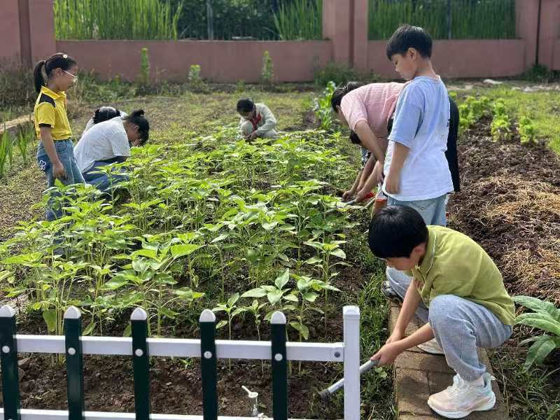 浙江省東陽市南馬鎮防軍小學：勞動實踐促成長 最美課堂在田間