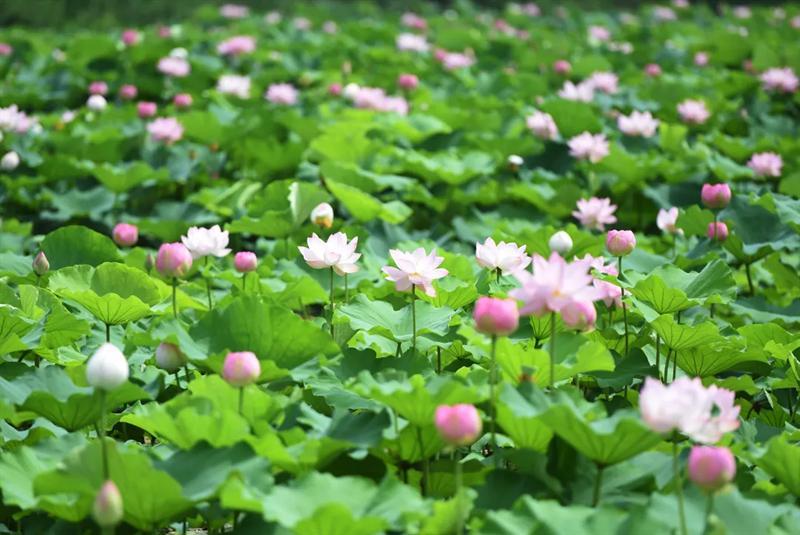 夏日限定色彩！總有一種顏色讓你愛上金湖